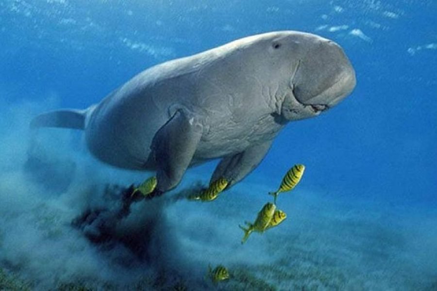 Premium Private Abu Dabbab Dugong Bay Snorkeling Tour from Marsa Alam