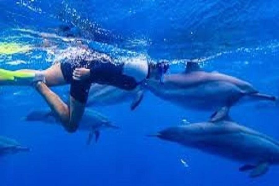 Premium Private Sataya Dolphin Reef Snorkeling Trip from Marsa Alam