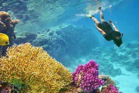 Exclusive Snorkeling Trip at Port Ghalib Marina from Marsa Alam