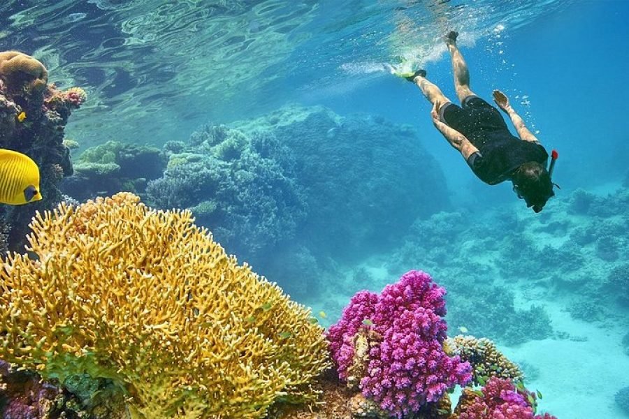 Exclusive Snorkeling Trip at Port Ghalib Marina from Marsa Alam