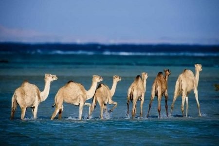 Premium Private Trip to Wadi El Gemal from Marsa Alam: Sea & Desert Safari