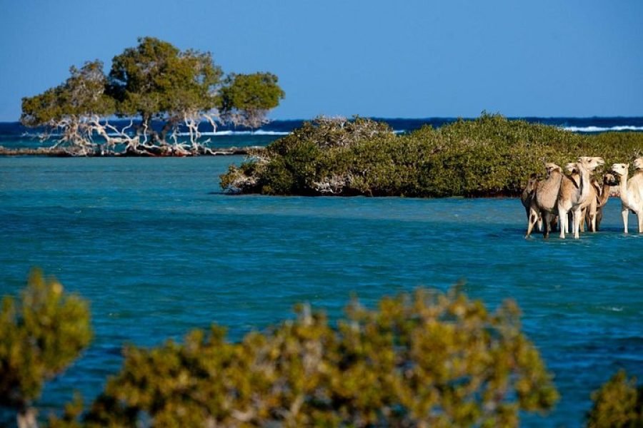 Premium Desert Super Safari Excursions by Jeep from Marsa Alam