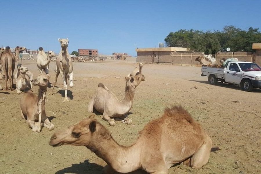 Premium Private Camel Riding Marsa Alam Day Tour