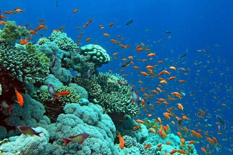 Premium Private Hamata Islands Snorkeling Trip from Marsa Alam