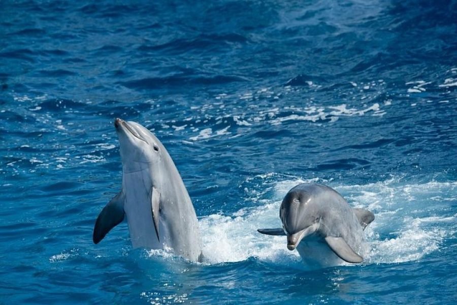 Premium Overnight Snorkeling Trip at Sataya Dolphin Reef from Marsa Alam