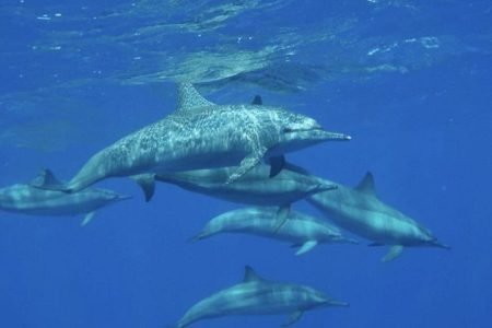Premium Executive Tour: NEFERTARI SEASCOPE BOAT TRIP FROM MARSA ALAM WITH DINNER
