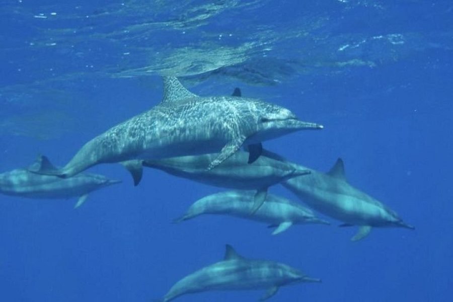 Premium Day Cruise: NEFERTARI SEASCOPE BOAT MARSA ALAM LUNCH TRIP
