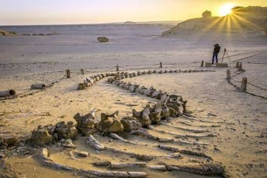 Private Wadi El Hitan Tour from Cairo | Fayoum Safari & UNESCO Whale Valley Adventure
