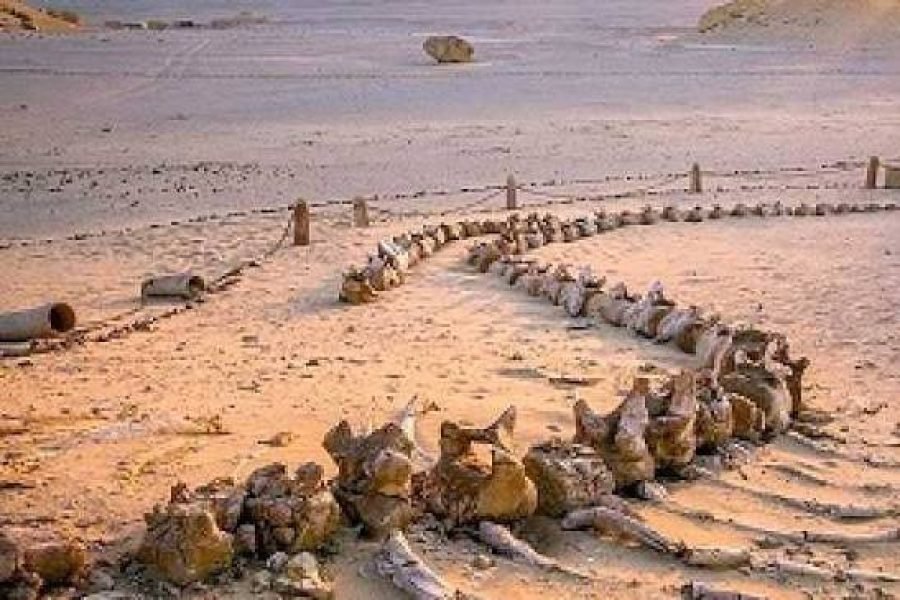 Wadi Al Hitan (Whale Valley)
