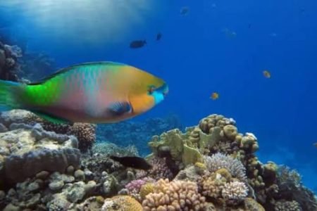 Sharm El Naga Snorkeling Trip from Sahl Hasheesh | Red Sea Reefs