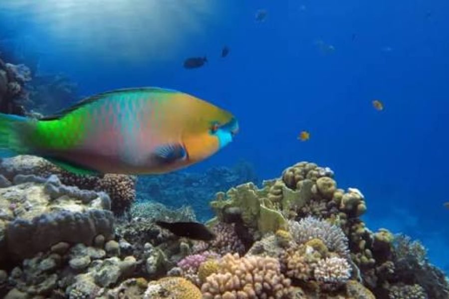 Sharm El Naga Snorkeling Trip from Sahl Hasheesh | Red Sea Reefs