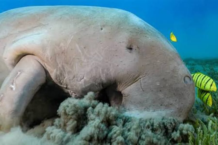 Abu Dabbab Trip from Sahl Hasheesh | Swim with Turtles & Dugongs