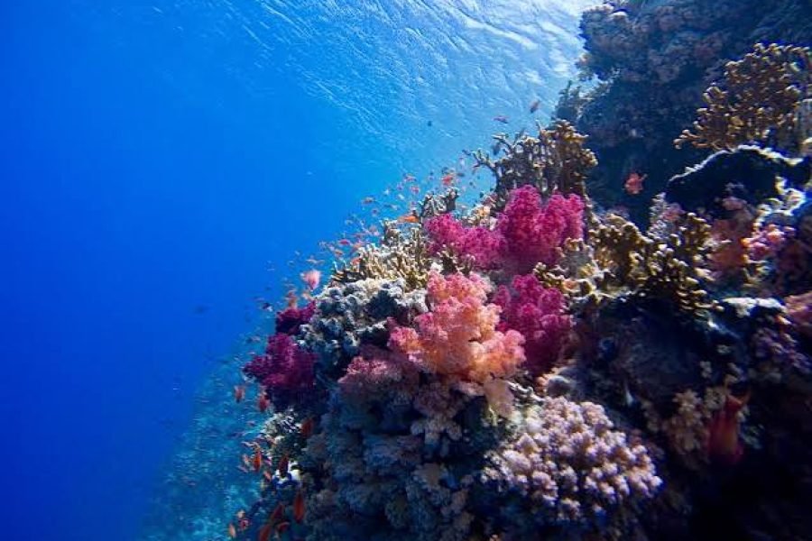 Sharm El Naga Beach from El Gouna | Snorkeling, Coral Reef & Beach Day