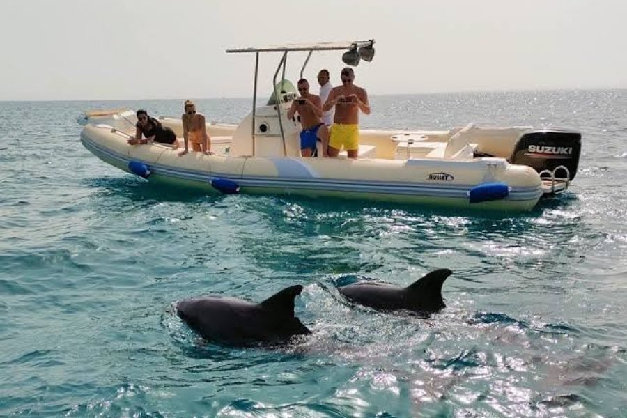 Private Speedboat Trip to Dolphin House from Makadi Bay | Swim with Wild Dolphins & Snorkeling