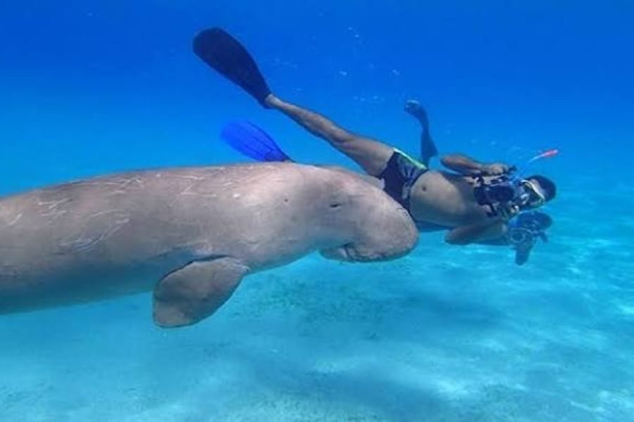 Abu Dabbab from Makadi Bay | Snorkel with Sea Turtles & Dugongs | Red Sea Tour