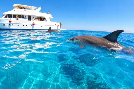 Dolphin Trip Hurghada from Makadi Bay | Swim with Wild Dolphins