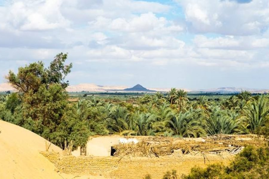 Bahariya Oasis